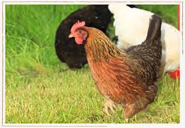 Best chicken breeds for hot Texas summer heat
