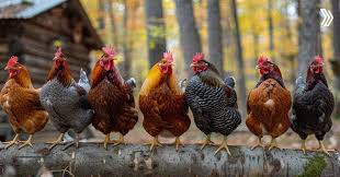 Best egg-laying chicken breeds for beginners — colorful farm eggs in a basket