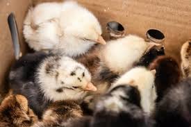 How live chickens are shipped — ventilated shipping box with live poultry