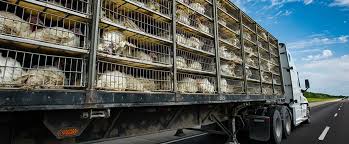 Can you ship live chickens internationally — worldwide poultry shipping guide