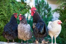How to receive and care for live chickens arriving by mail