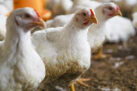 Broiler chickens for sale — Cornish Cross and Freedom Ranger meat birds