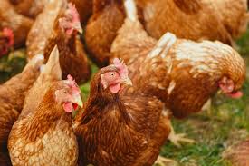 Laying hens for sale — Rhode Island Reds and ISA Browns producing 300+ eggs per year