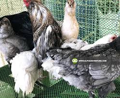 Ameraucana hen for sale — true blue egg layer, beard and muffs, heritage breed