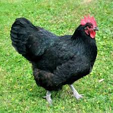 Black Australorp hen for sale — world record egg layer, 250-300 eggs per year