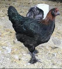 Black Copper Marans hen for sale — lays dark chocolate brown eggs, rare heritage breed