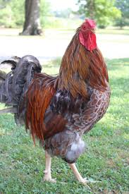 Blue Laced Red Wyandotte hen for sale — stunning rare heritage breed