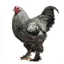 Dark Brahma chicken for sale — striking dark penciled heritage breed, large and docile