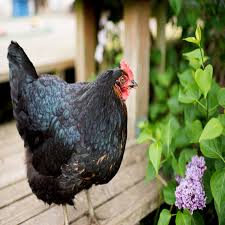 Jersey Giant chicken for sale — largest chicken breed, dual-purpose heritage
