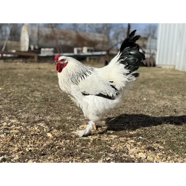 Light Brahma chicken for sale — gentle giant heritage breed, feathered feet