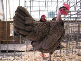 Naked Neck Turken chicken for sale — heat-tolerant dual-purpose breed with bare neck