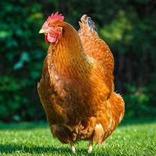 New Hampshire Red hen for sale — hardy dual-purpose American breed