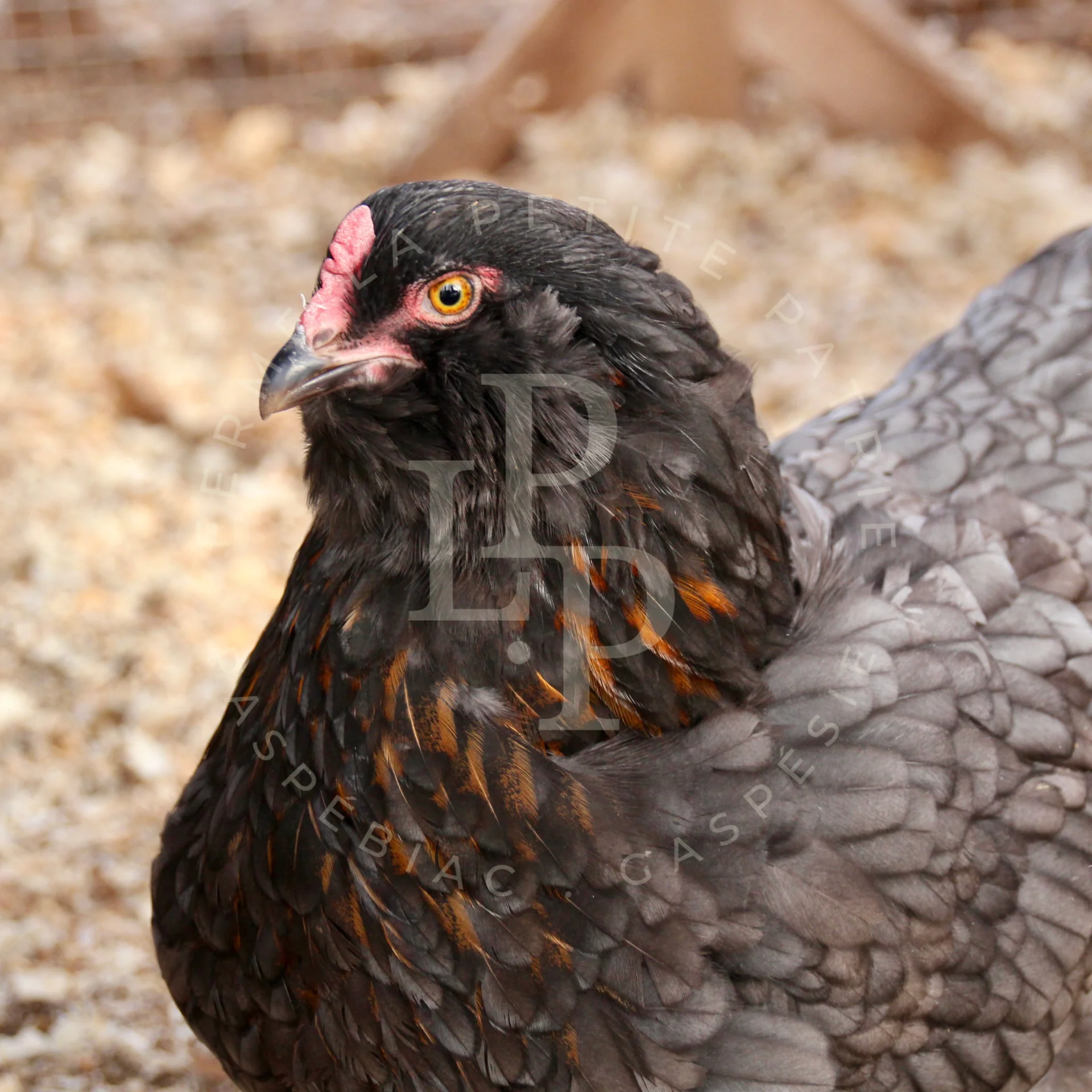 Olive Egger hen for sale — lays deep olive green eggs, hybrid layer