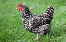 Plymouth Rock Barred Rock hen for sale — classic American heritage breed