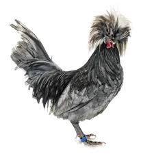 Polish chicken for sale — spectacular crested show breed, white eggs