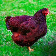 Rhode Island Red hen for sale — lays 250-300 brown eggs per year, Texas NPIP certified
