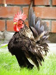 Serama chicken for sale — world's smallest chicken breed, Malaysian show bantam