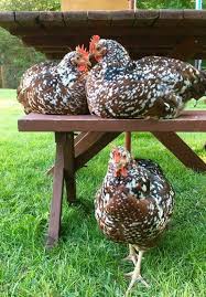 Speckled Sussex hen for sale — beautifully speckled British heritage breed