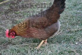 Welsummer hen for sale — lays dark speckled terracotta eggs, Dutch heritage breed